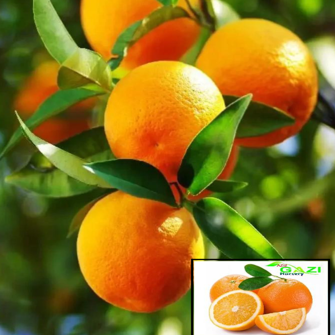 Washington Navel Orange Variety Grafted Santra Fruit Live Plants & Tree(1-2 Feet Size)