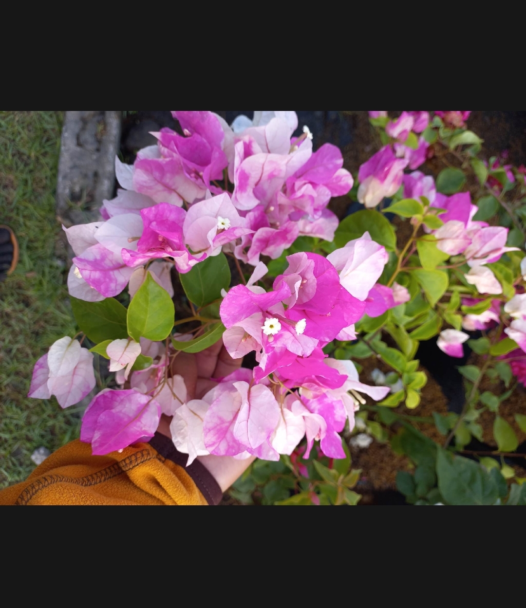 1b31c9184dd868ec96bc8e792629d6b1