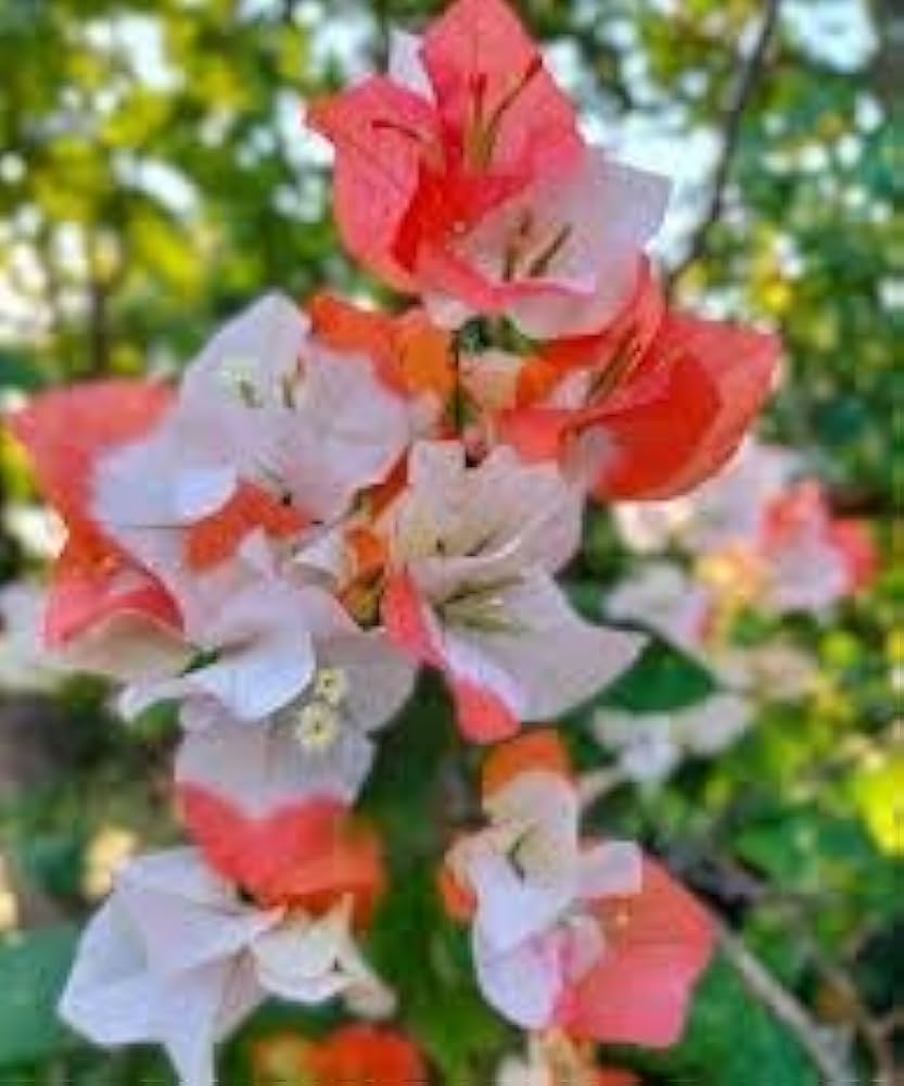 316uB1SzffL._AC_UF1000,1000_QL80_