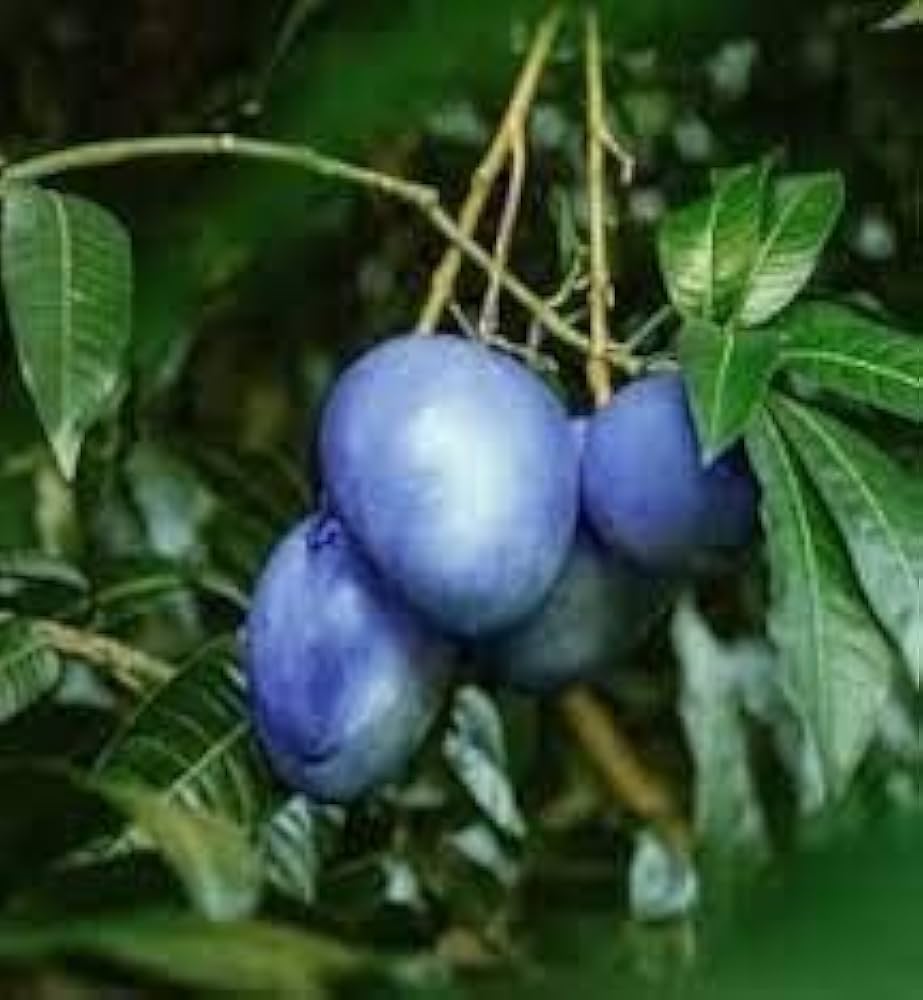 31ML+UvPaxL._AC_UF1000,1000_QL80_