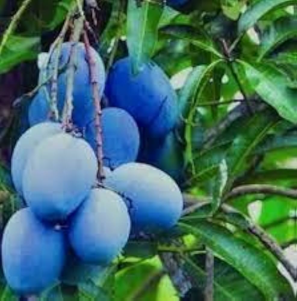 31z1tI+-vQL._AC_UF1000,1000_QL80_