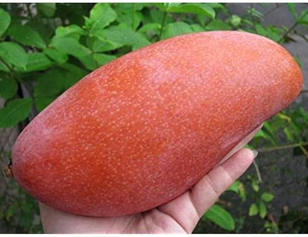 41P-TXmeqwL._AC_UF1000_1000_QL80_2048x