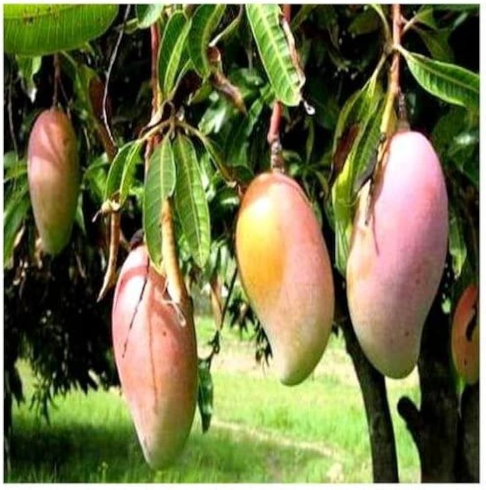 5176SpNLHcL._AC_UF1000,1000_QL80_