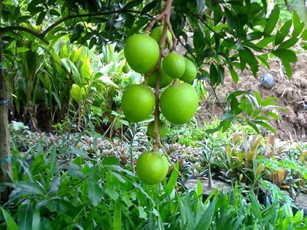 51CgnoFiF7L._AC_UF1000,1000_QL80_