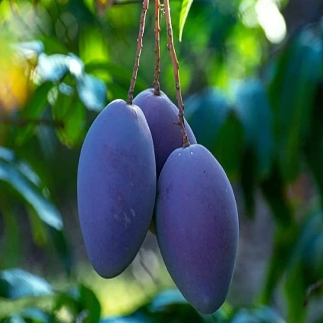 51u5C3jPfeL._SL1080_