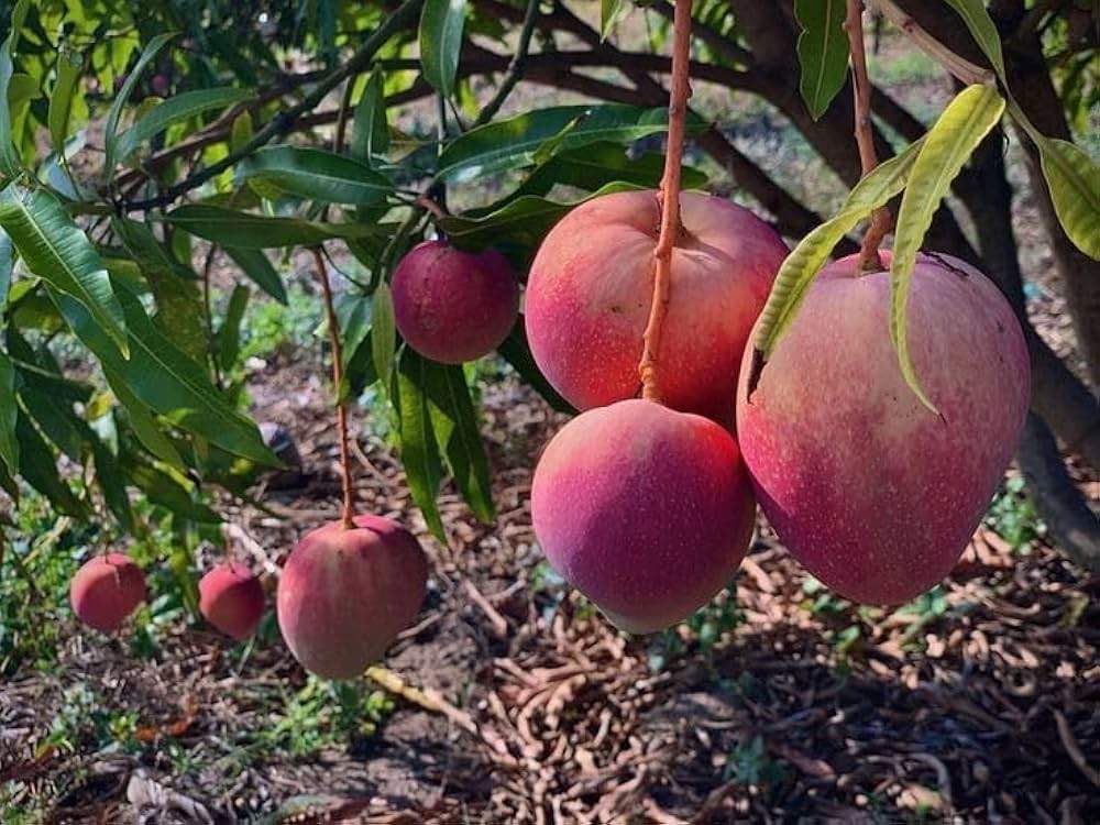 61GTOJofjCL._AC_UF1000,1000_QL80_