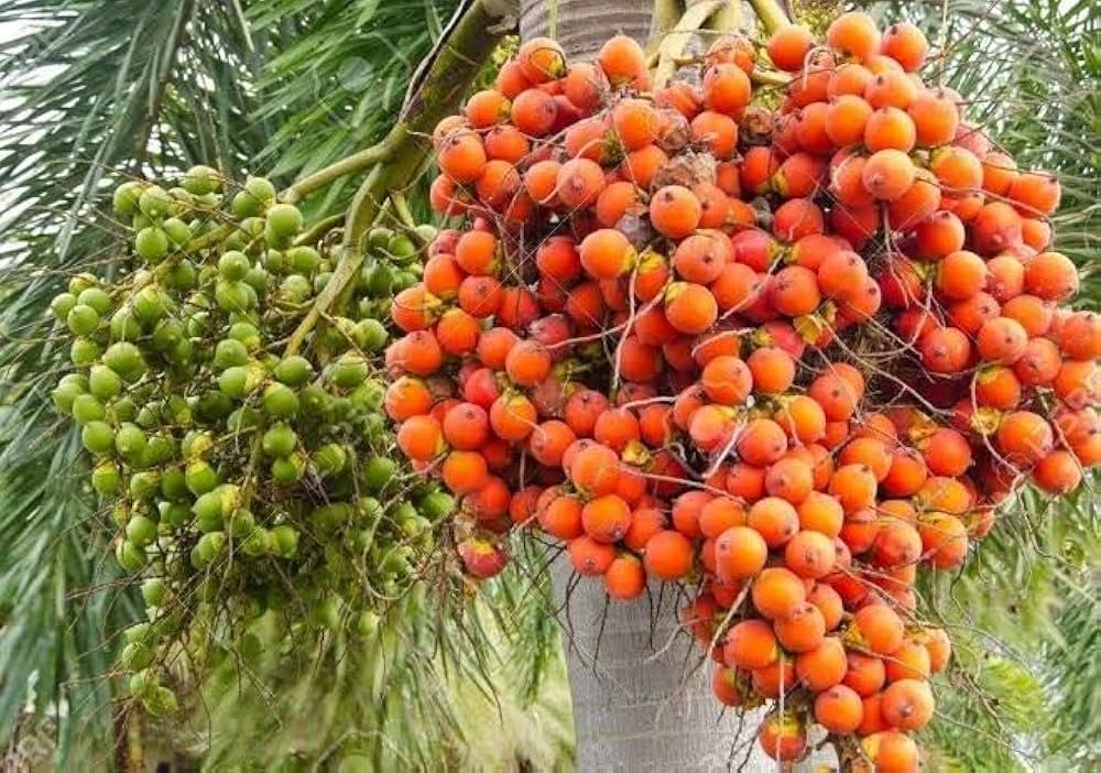 61Rf9DpQAfL._AC_UF1000,1000_QL80_