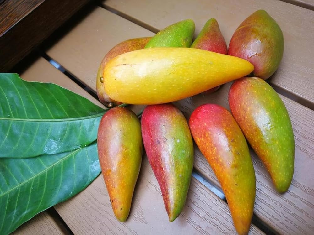 61TDlmgMGqL._AC_UF1000,1000_QL80_