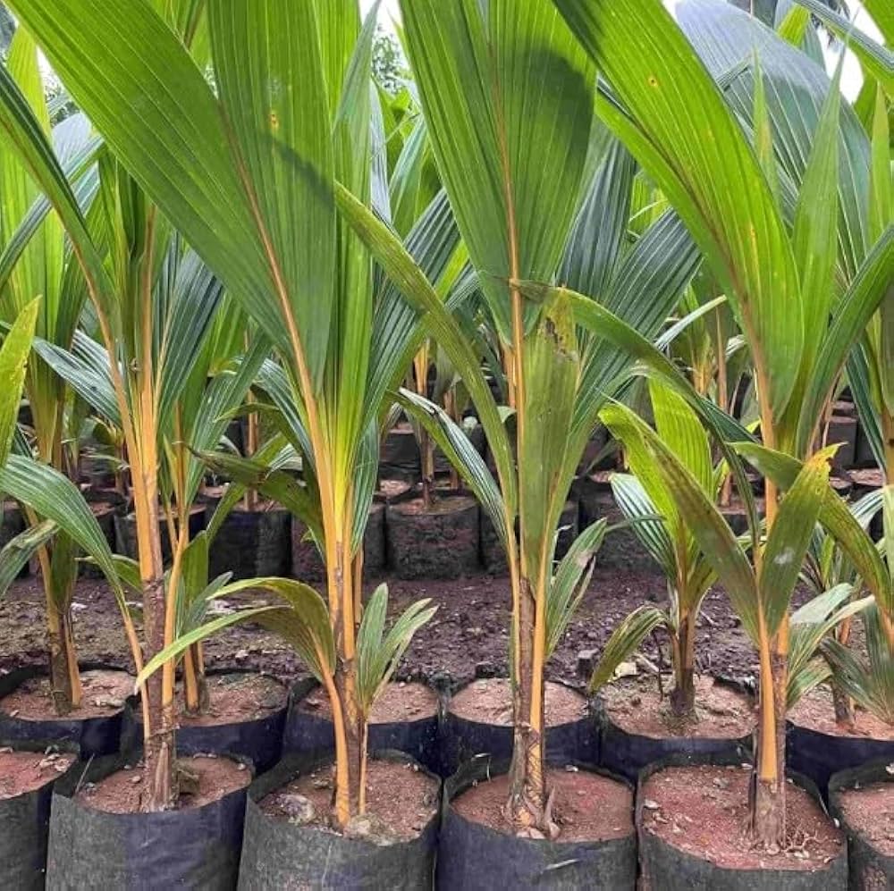 61aC-FH-0BL._AC_UF1000,1000_QL80_