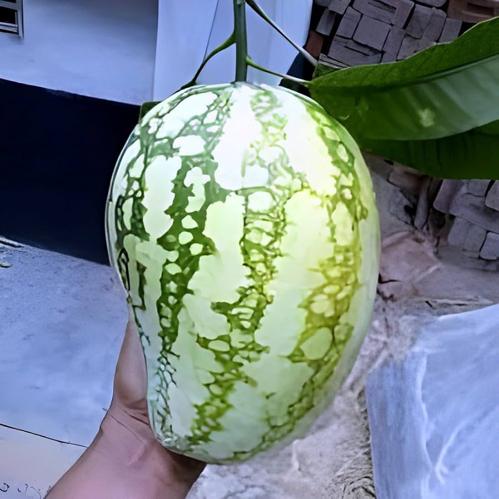 61k+J5rb1mL._AC_UF1000,1000_QL80_