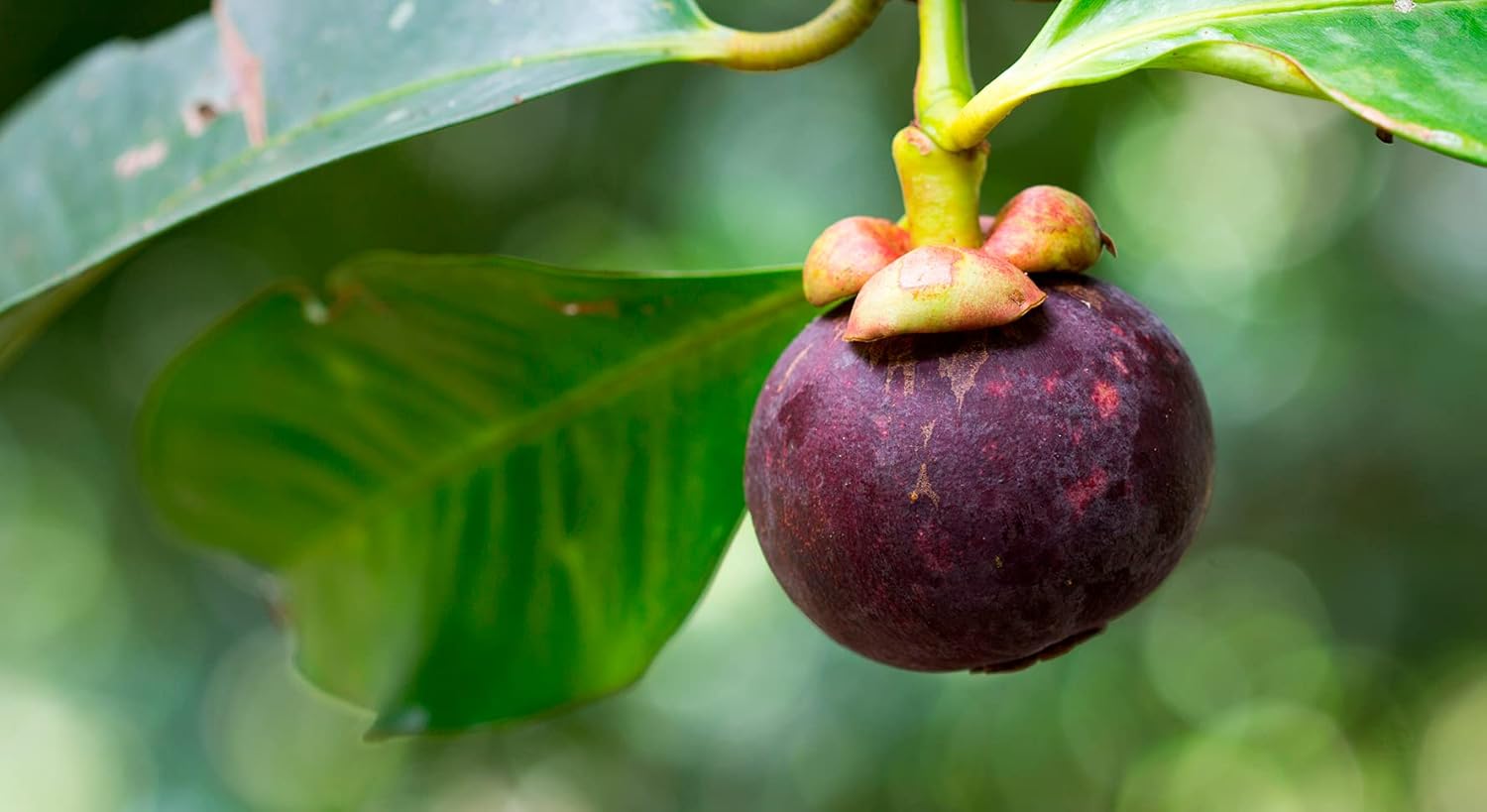 61rqOHlg9YL._AC_SL1500_