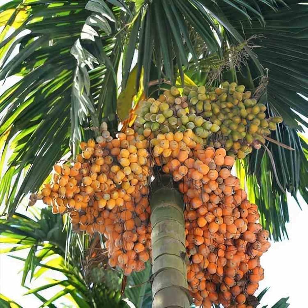 61tVzKfM+PL._AC_UF1000,1000_QL80_