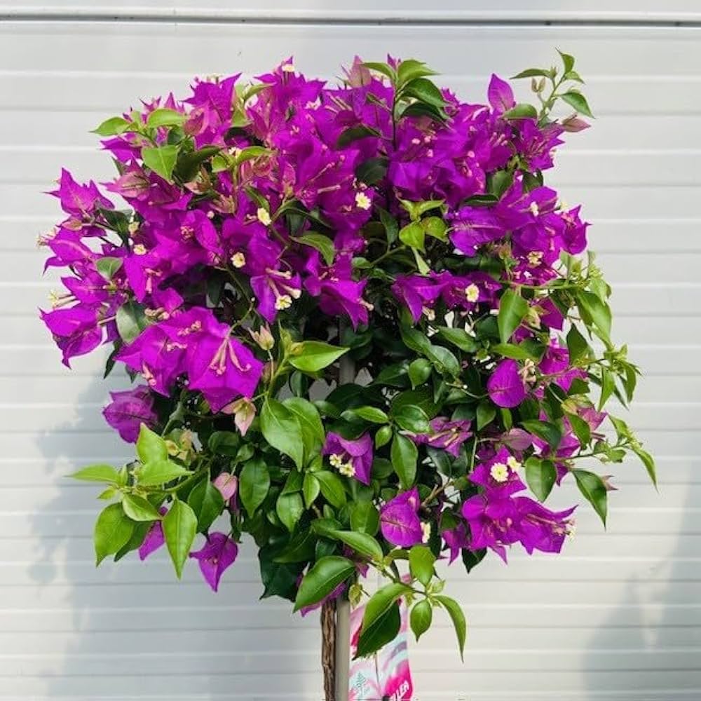 61yBLvceSuL._AC_UF1000,1000_QL80_