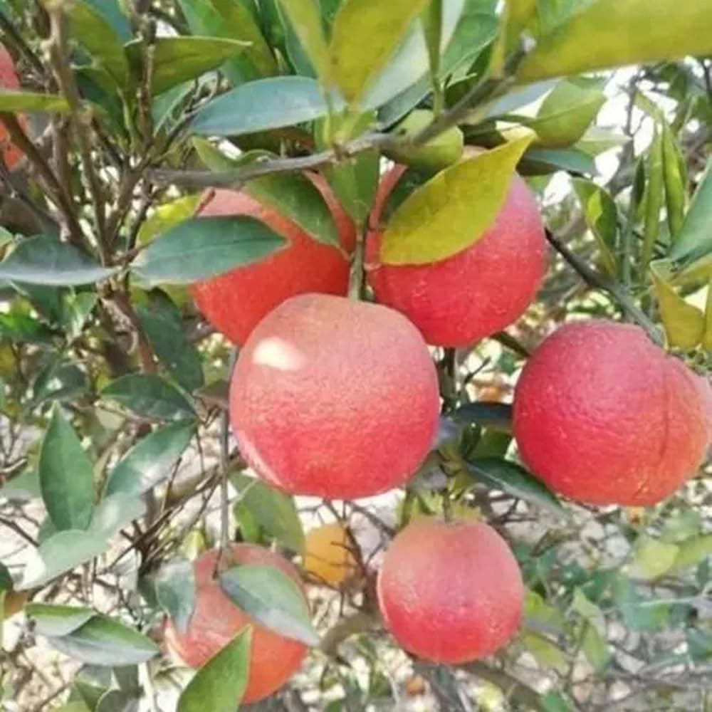 71IP+7YDGSL._AC_UF1000,1000_QL80_