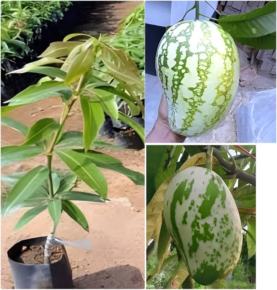 71PDdCSZ4iL._AC_UF1000,1000_QL80_