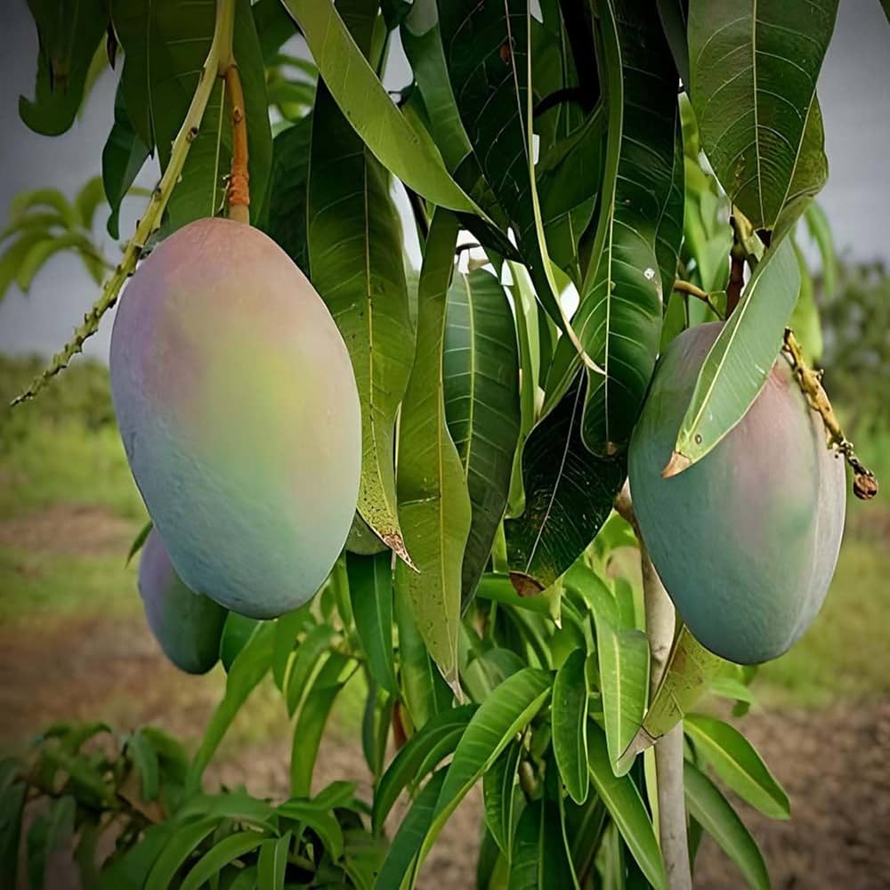 71bXTP9O5gL._AC_UF1000,1000_QL80_