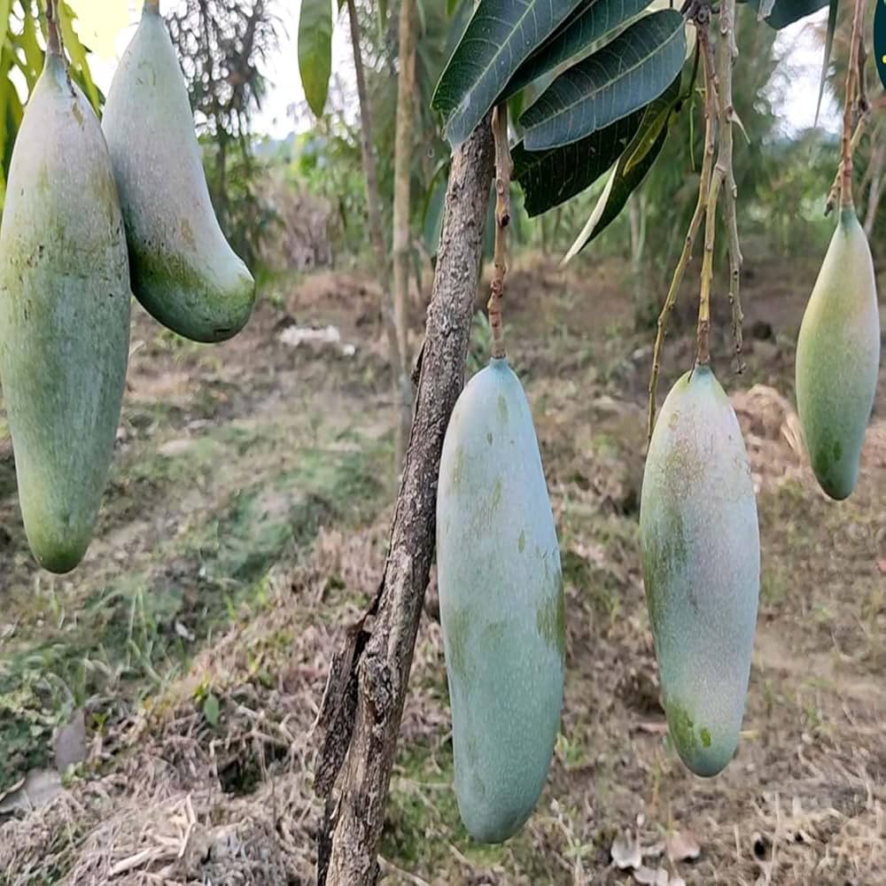 71jho3Y3IKL._AC_UF1000,1000_QL80_