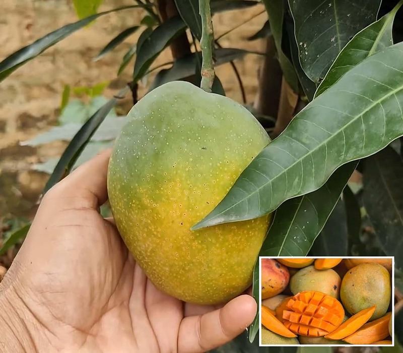 Mango Pusa Surya Variety Grafted Aam Fruit Live Plants & Tree(1.5-3 Feet Size)