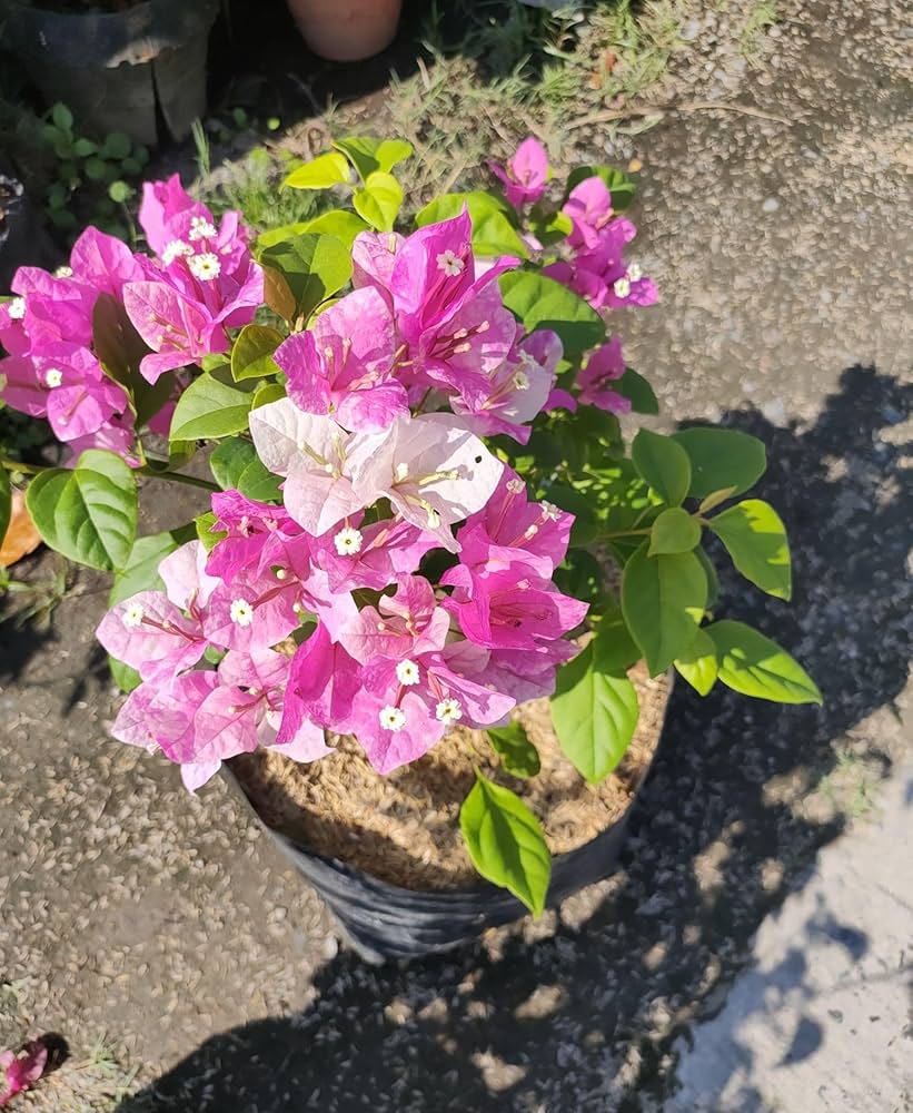 815QugVdX5L._AC_UF1000,1000_QL80_