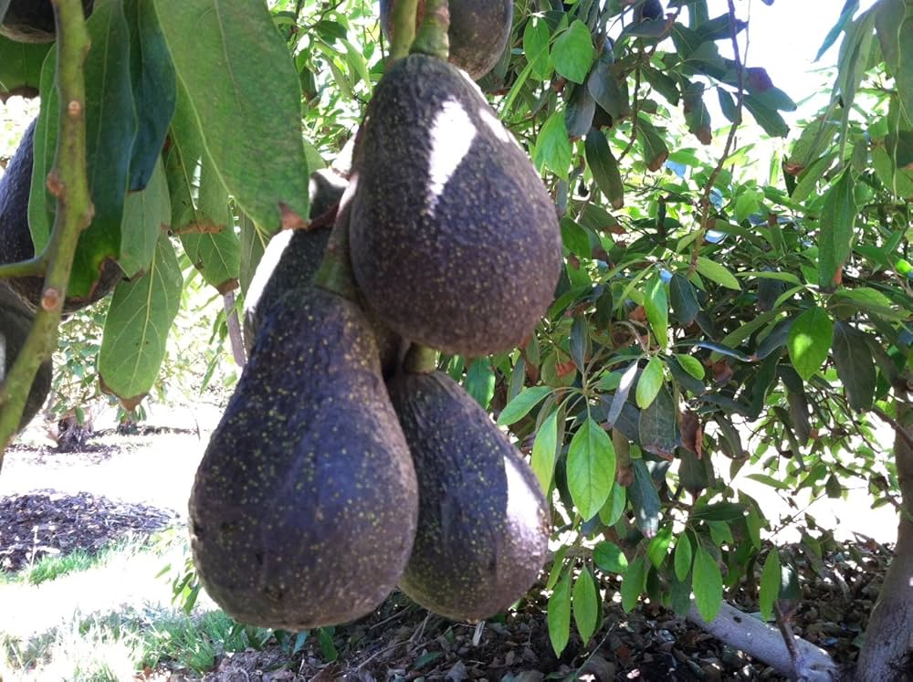 81RiPkQfhsL._AC_UF1000,1000_QL80_