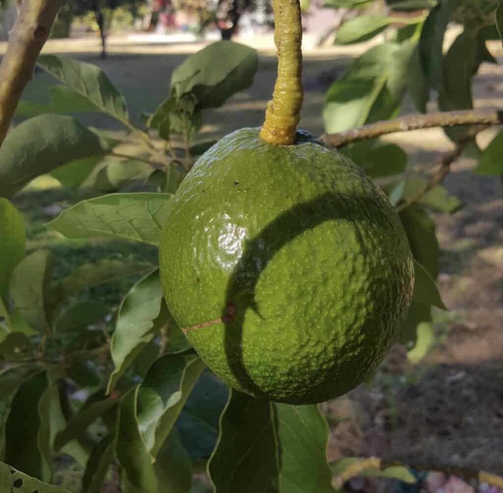 Avocado_Monroe_Fruit_Shamus_Oleary_01-1024x1004