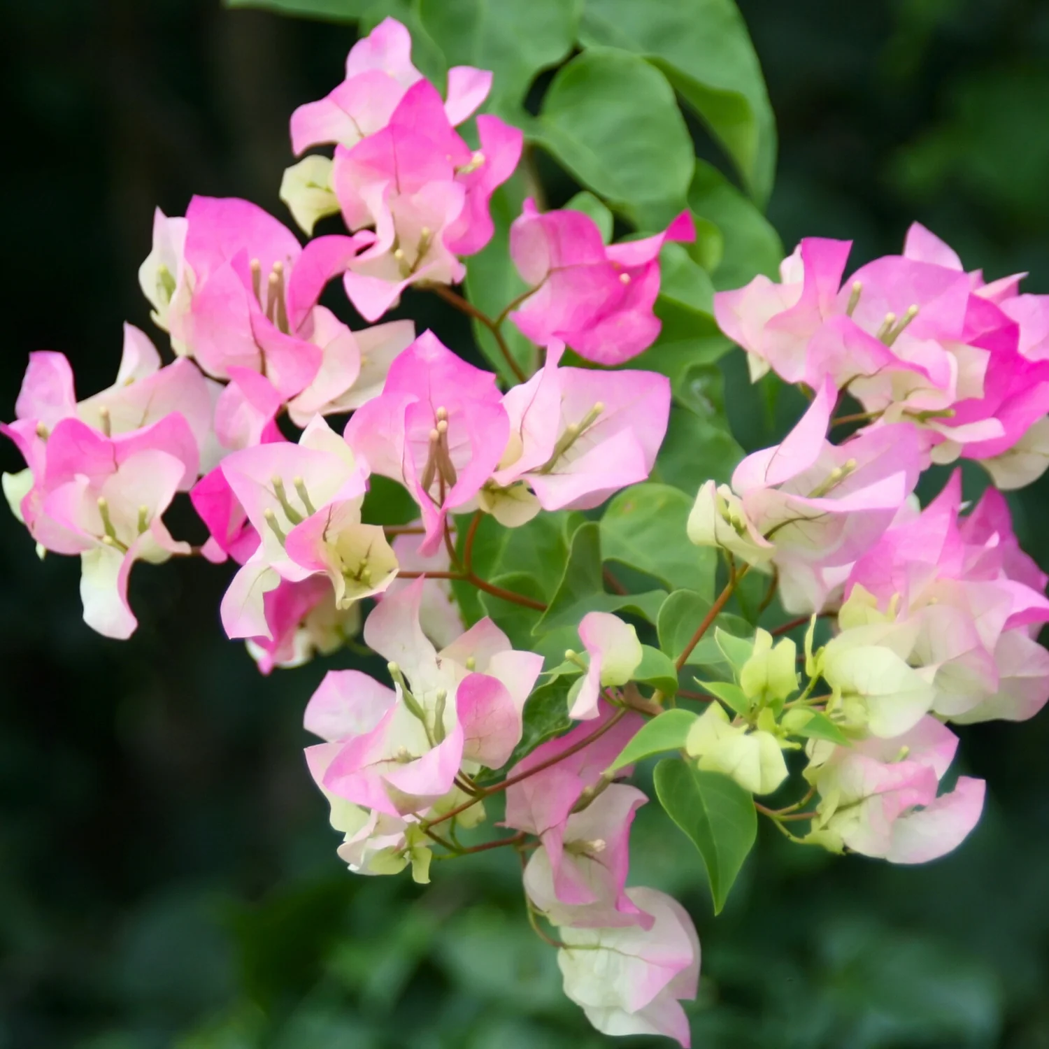 BougainvilleaThaiDelight_PaperFlower_FloweringLivePlant-Seed2Plant-1