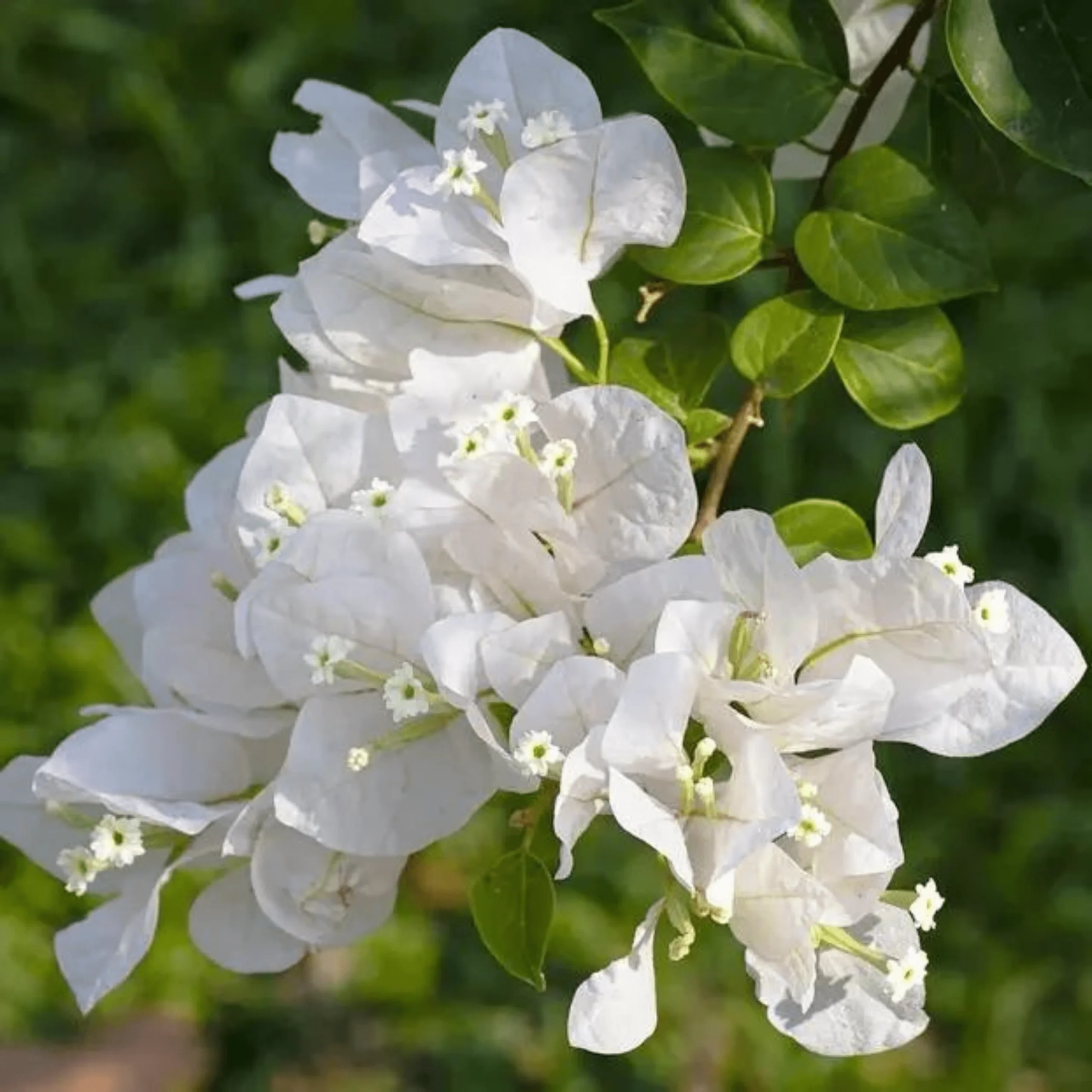 BougainvilleaWhiteMultiPetal_PaperFlower_FloweringLivePlant-seed2plant1