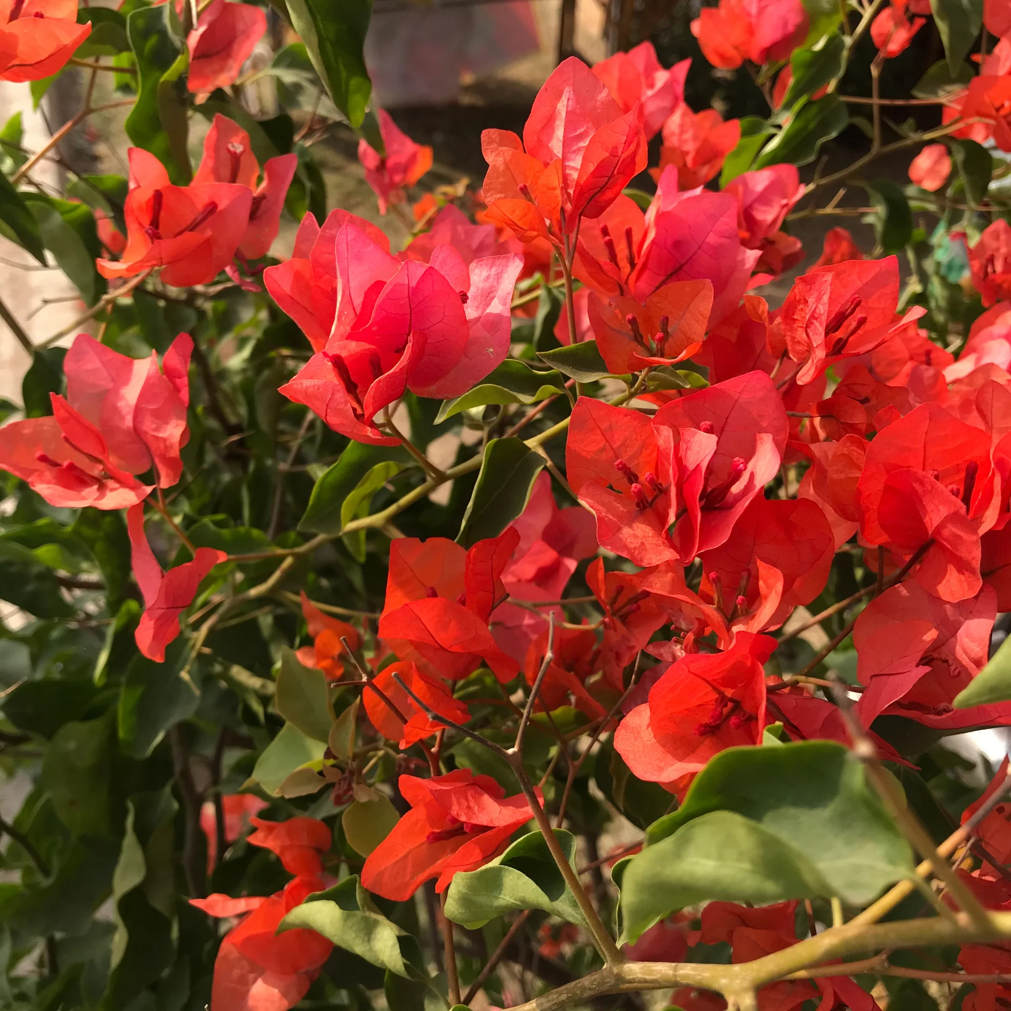 Bougainvillea_Tomato_Red_2_2048x