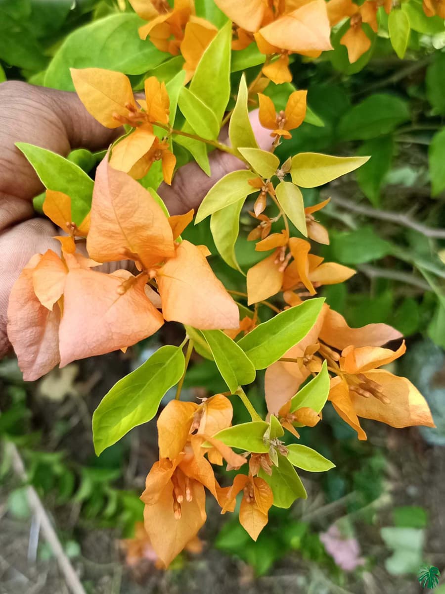 Chilli-Yellow-Bougainvillea-3x4-Product-Peppyflora-01-b-Moz