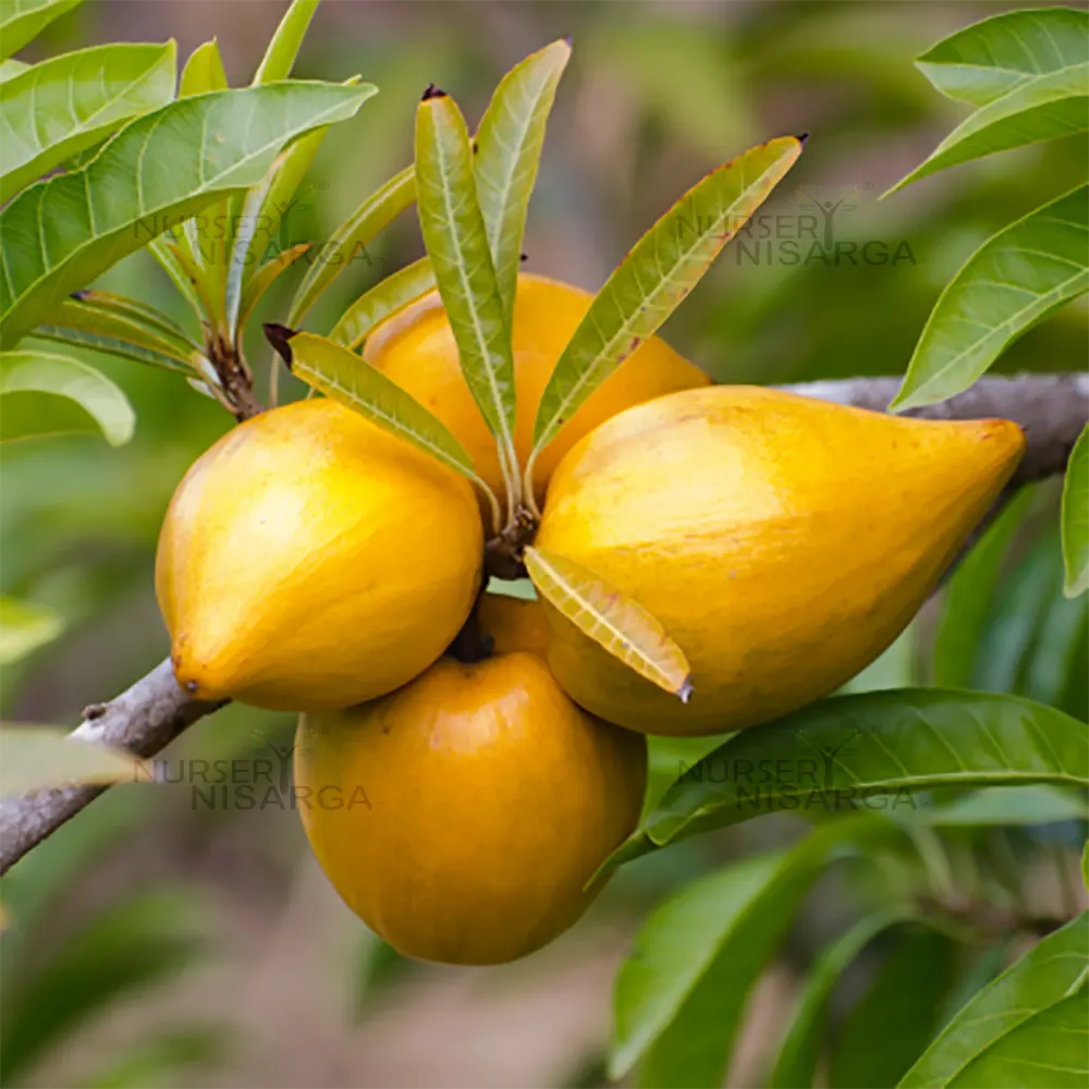 Egg-Fruit-
