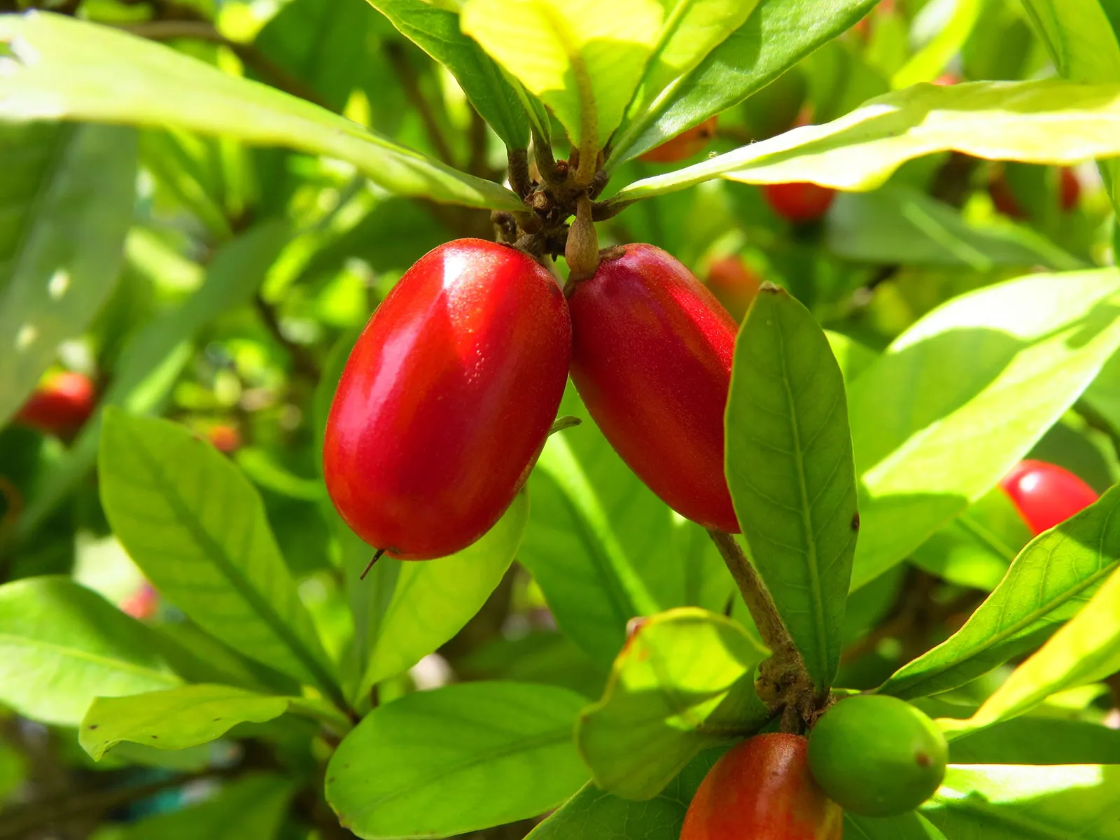 Miracle-fruit-plant-drupes