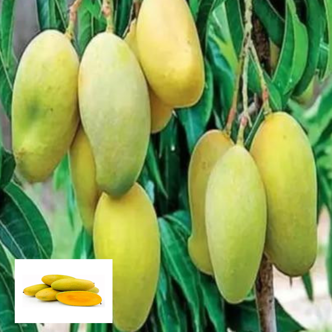 Dasheri Mango Aam Grafted Fruit Live Plant (1.5-3 Feet Height)