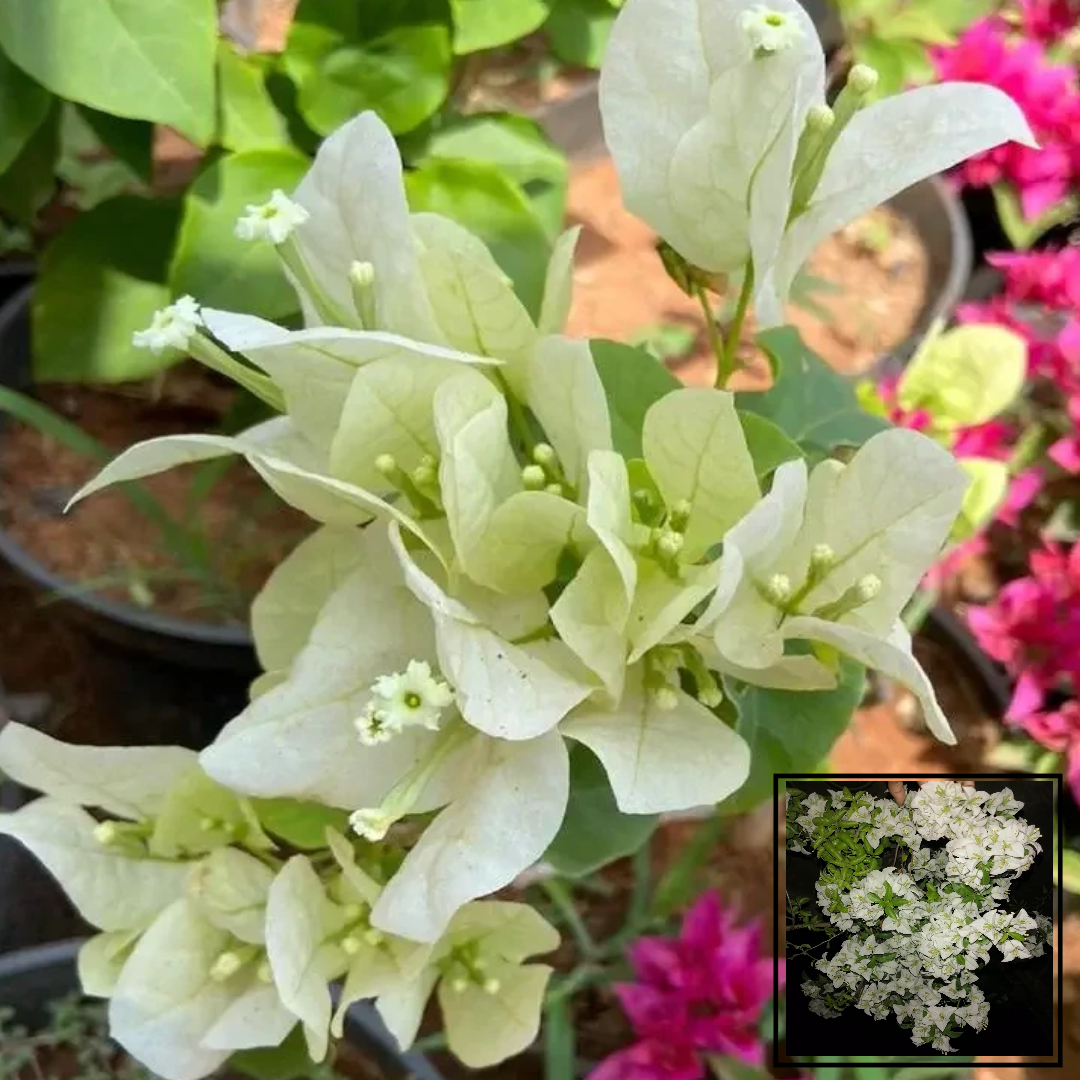 Miss Alica Bougainvillea Kagoj Ful Shrubs Grafted Flower Live Plants & Tree(1-2 Feet Size)