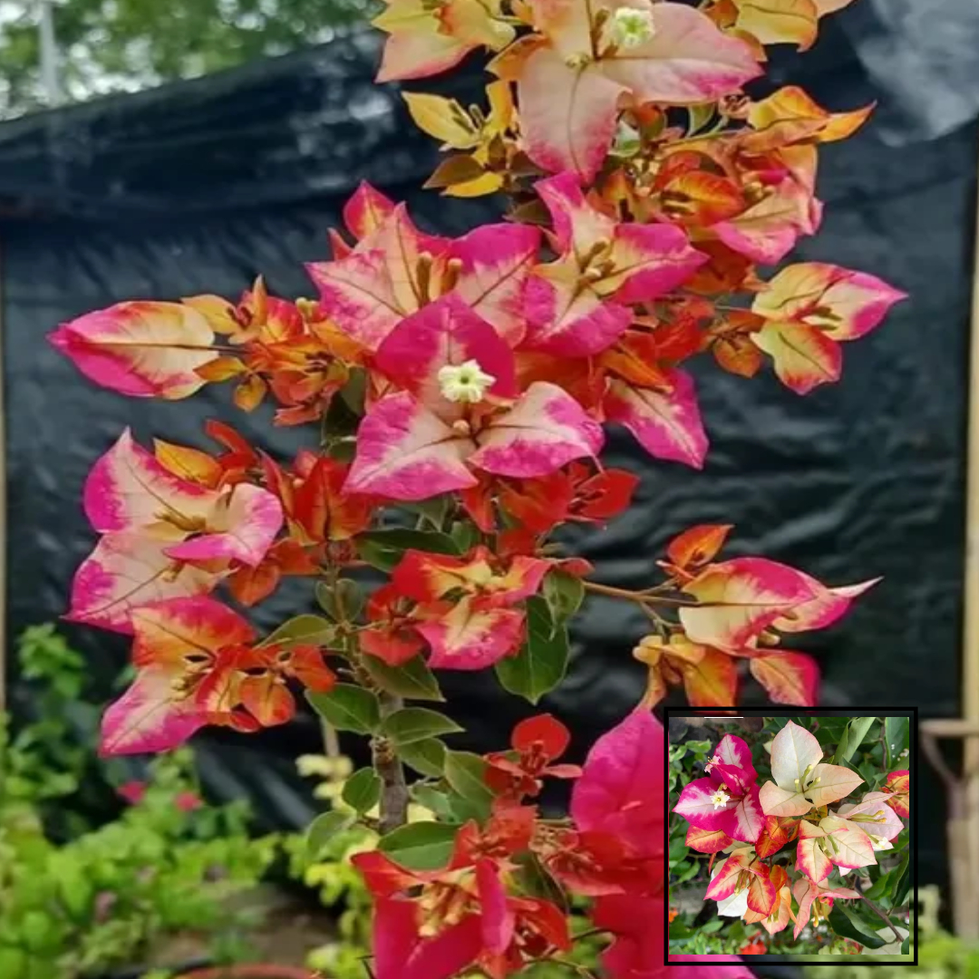 Sufia Indian Bougainvillea Kagoj Ful Shrubs Grafted Flower Live Plants & Tree(1-2 Feet Size)