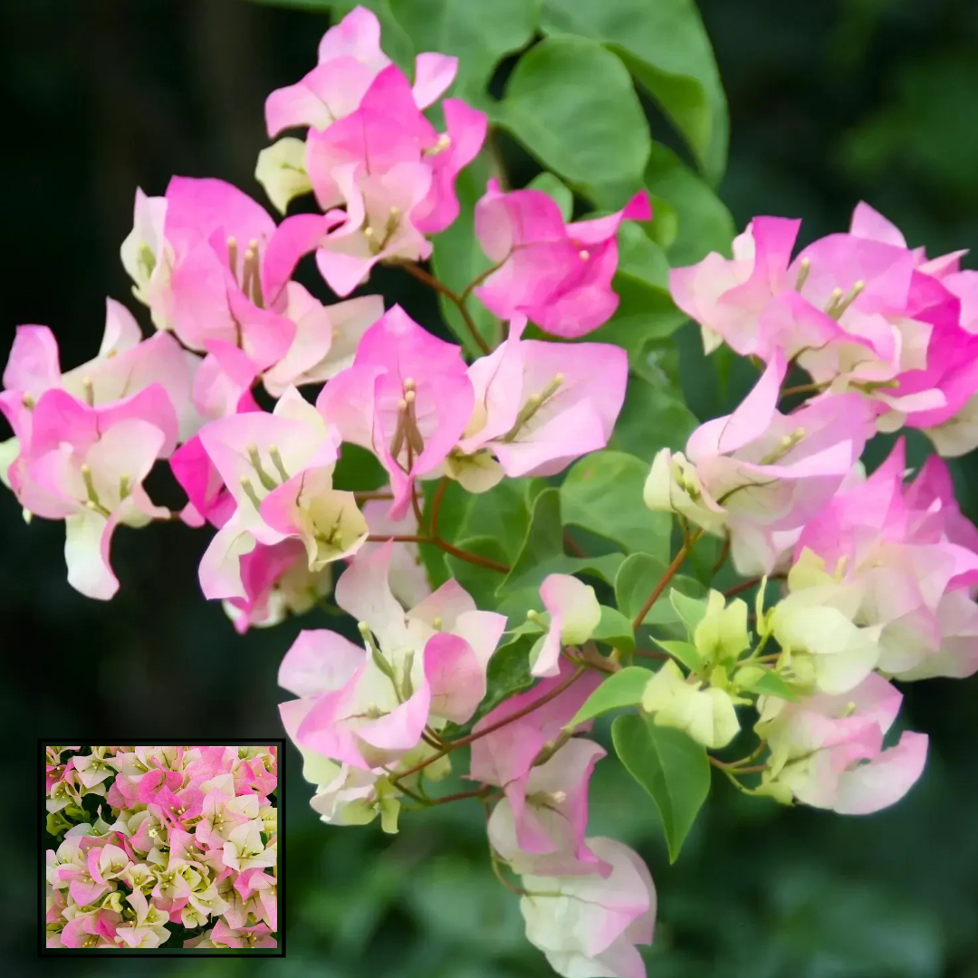 Thai Delight Bougainvillea Kagoj Ful Shrubs Grafted Flower Live Plants & Tree(1-2 Feet Size)