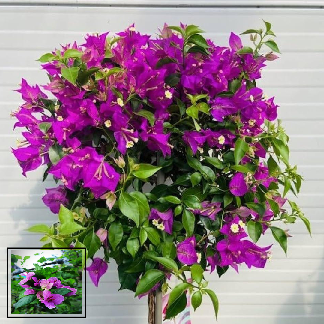 Violet September Bougainvillea Kagoj Ful Shrubs Grafted Flower Live Plants & Tree(1-2 Feet Size)