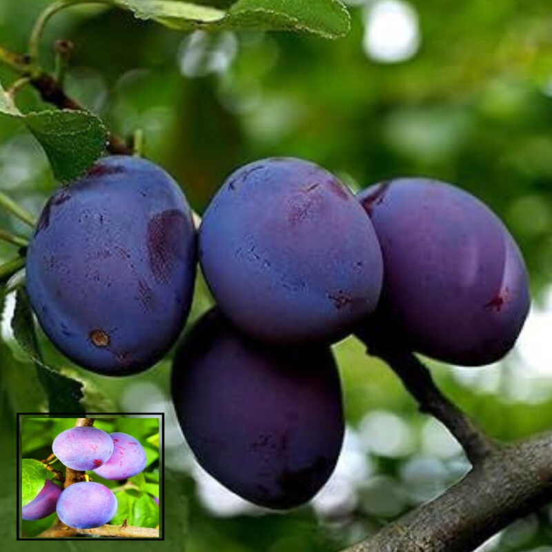 Purple Aloo Bukhara Variety Fruit Air Layering/Grafted Live Plants & Tree(1.5-3 Feet Size)