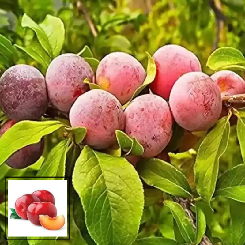 Red Aloo Bukhara Variety Fruit Air Layering/Grafted Live Plants & Tree(1.5-3 Feet Size)