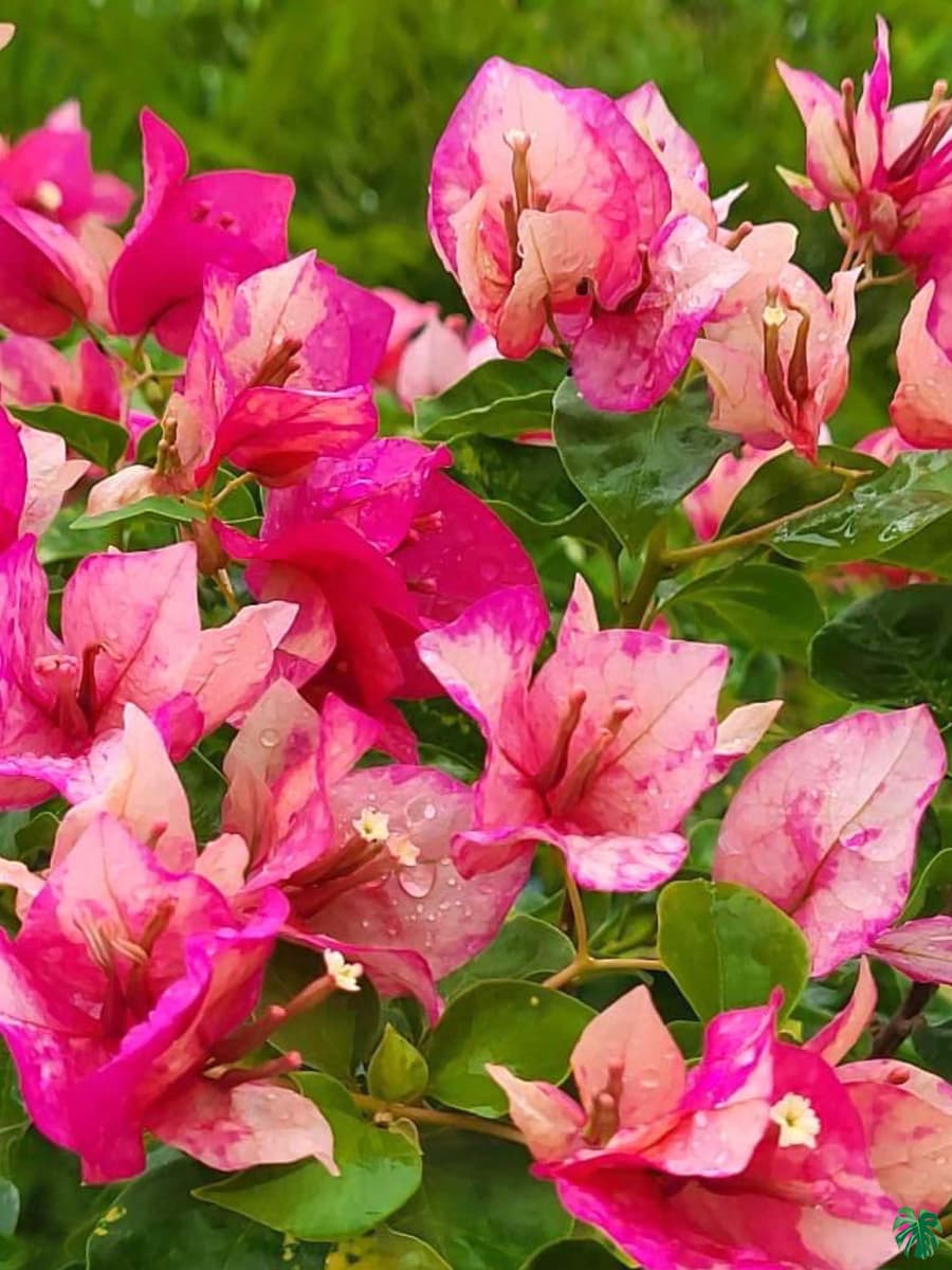 Red-September-Bougainvillea-3x4-Product-Peppyflora-01-a-Moz