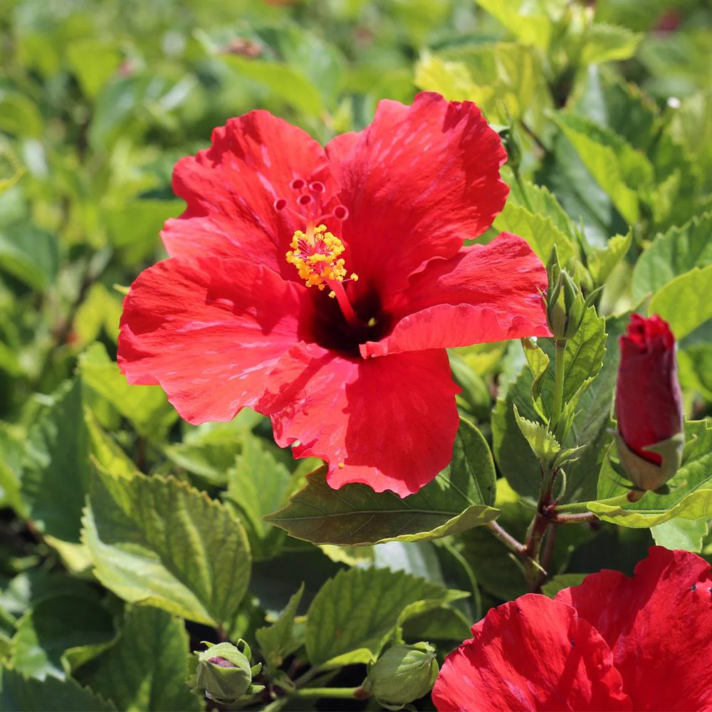 Red_Tropical_Hibiscus_Tree_8_FGT