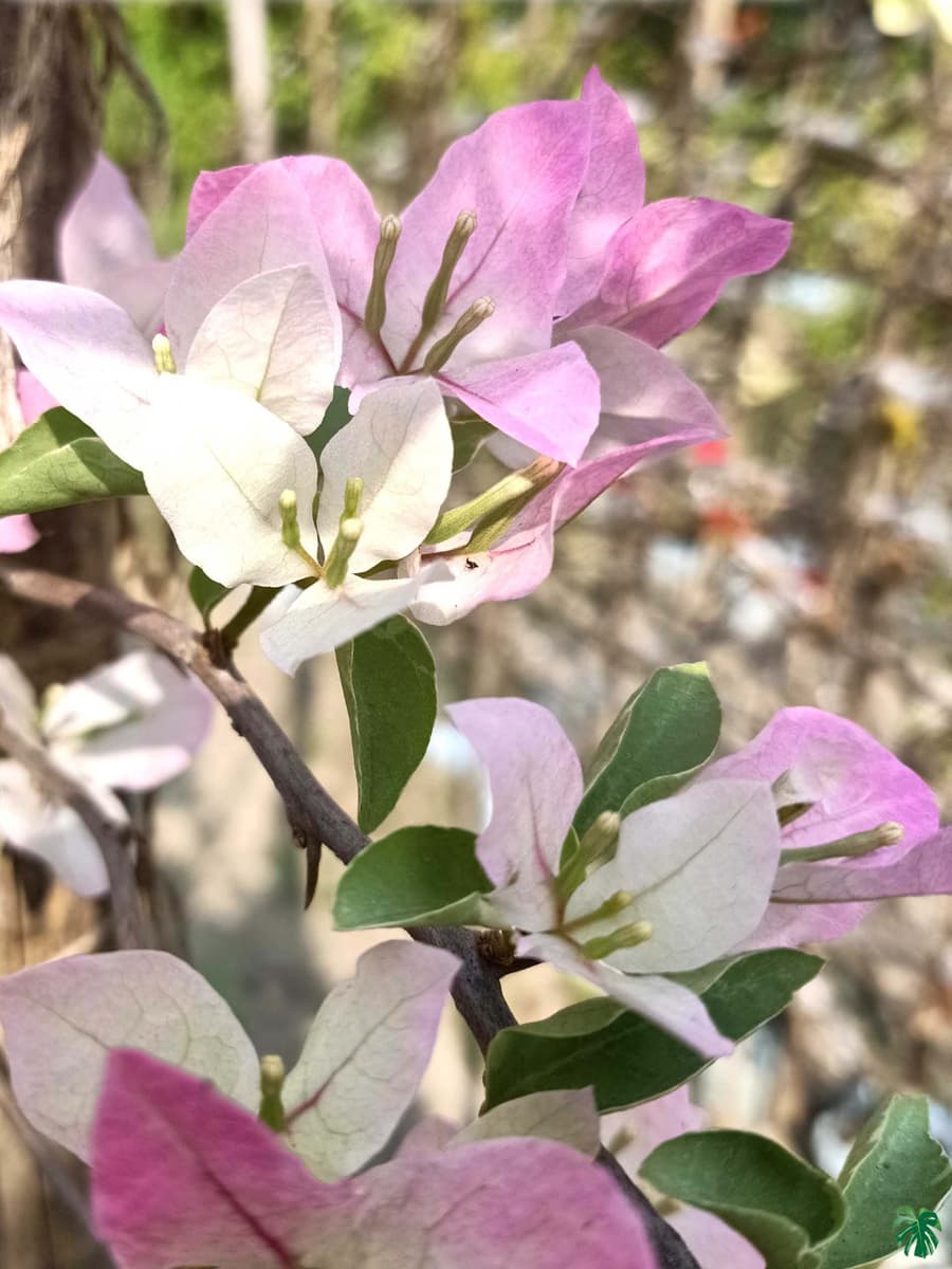 Thai-Delight-Bougainvillea-Silver-Leaf-3x4-Product-Peppyflora-01-a-Moz