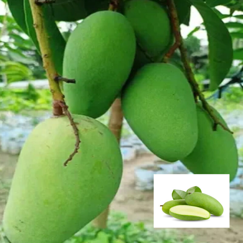 Mango Thai Catimon Katimon All Time Sweet Fruit Variety Grafted Aam Fruit Live Plants & Tree(1.5-3 Feet Size)