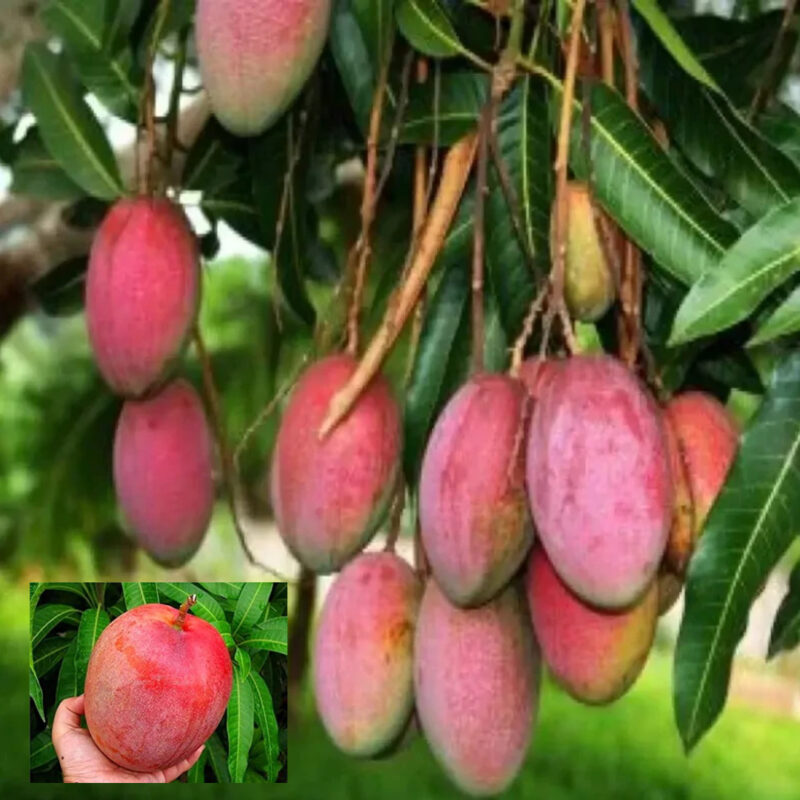 American Red Palmar Variety Grafted Mango Aam Fruit Live Plant & Tree(1.5-3 Feet Size)