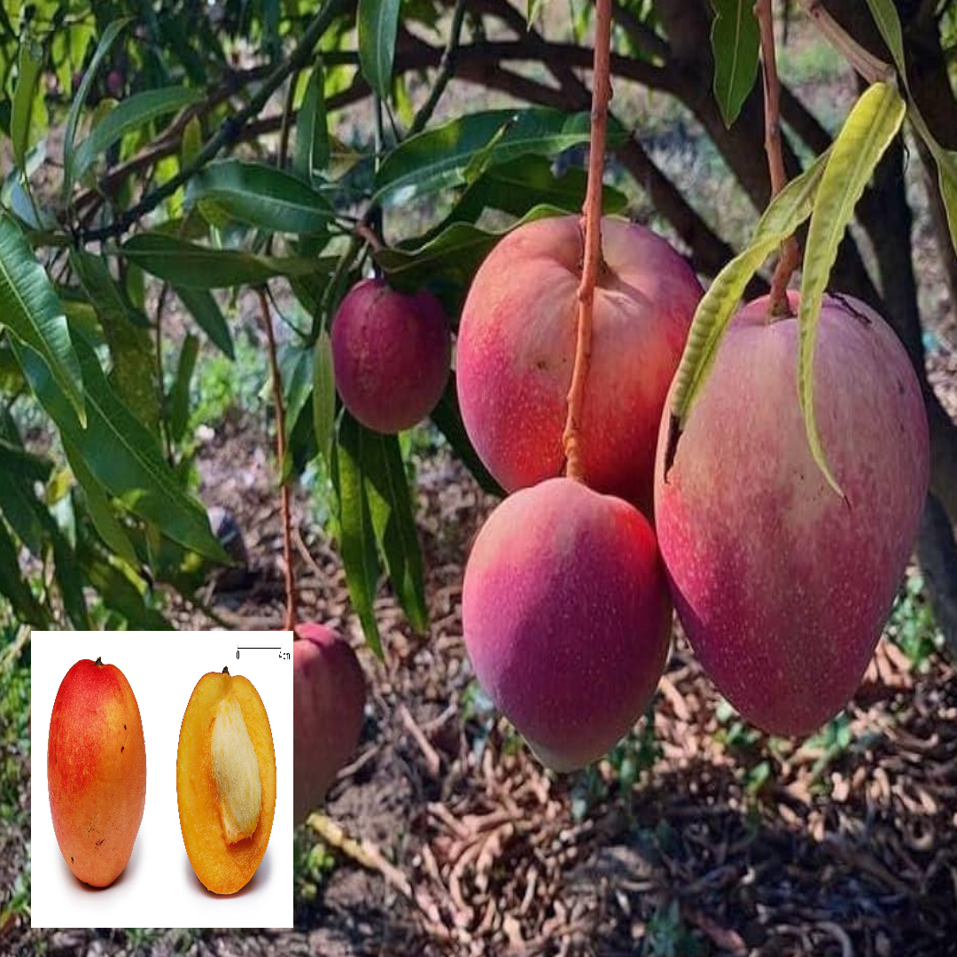 Apple Mango Aam Grafted Fruit Live Plant (1.5-3 Feet Height)