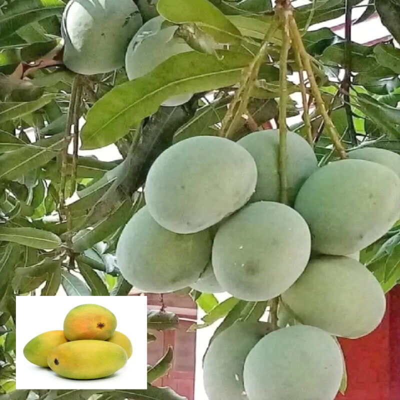 Badami Badam Mango Aam Grafted Fruit Live Plant (1.5-3 Feet Height)_Aziz_Gazi_Nursery