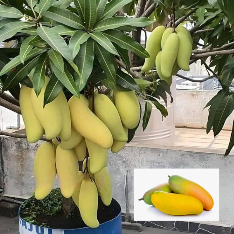 Thai Banana Variety Grafted Aam Fruit Live Plants & Tree(1.5-3 Feet Size)