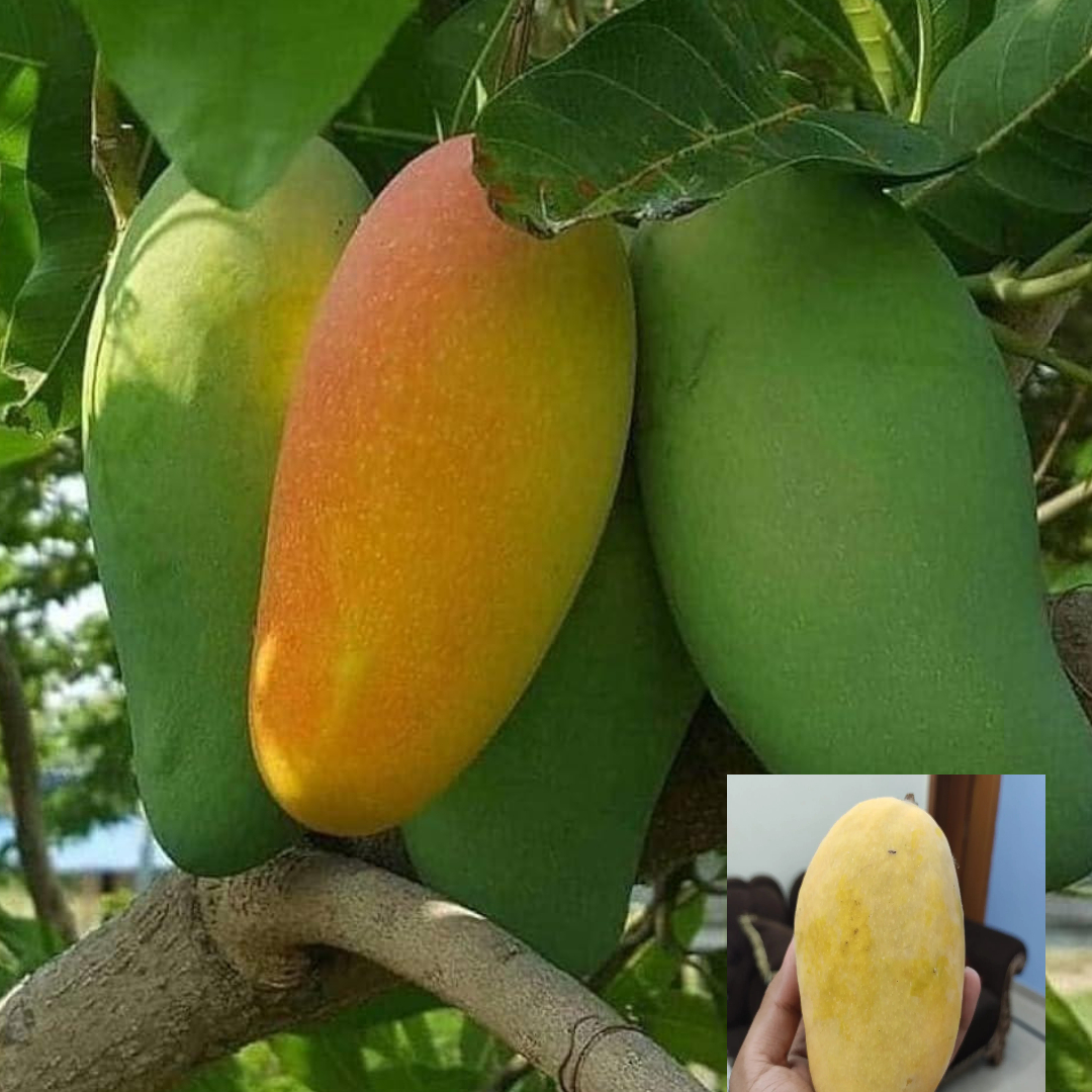 BARI 11 Variety Grafted Mango Aam Fruit Live Plant & Tree(1.5-3 Feet Size)