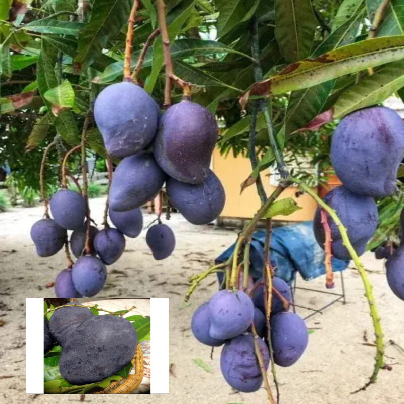 Most Expensive "BLACK STONE" Grafted Mango Plant - Original Mango Tree Hybrid Variety (1.5-3 Feet Height)