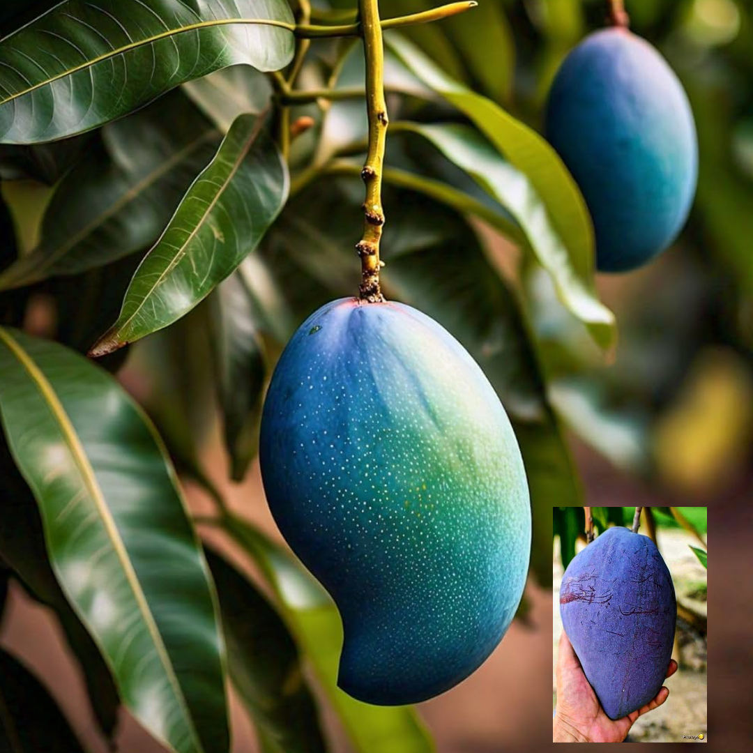 Mango Blue Variety Grafted Aam Fruit Live Plants & Tree(1.5-3 Feet Size)
