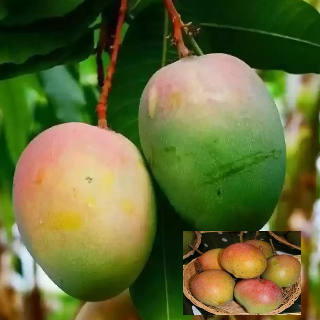 Bombay Green Shehroli Mango Aam Grafted Fruit Live Plant (1.5-3 Feet Height)